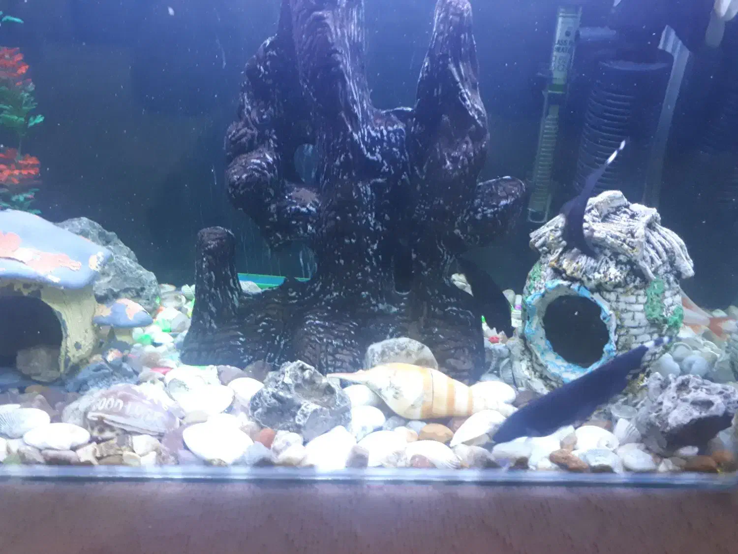 آکواریوم|ماهی|ایلام, |دیوار