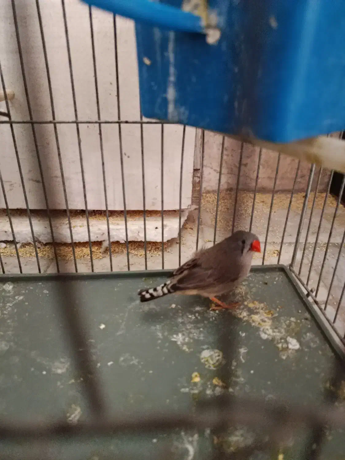 فنج|پرنده|قم, نخودی|دیوار