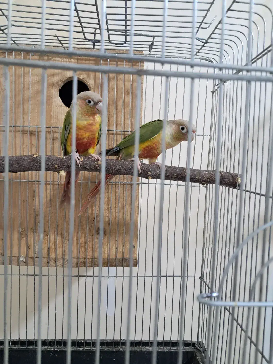 ۳جفت گیرینچیک مولد|پرنده|پاکدشت, پاکدشت (مامازند)|دیوار