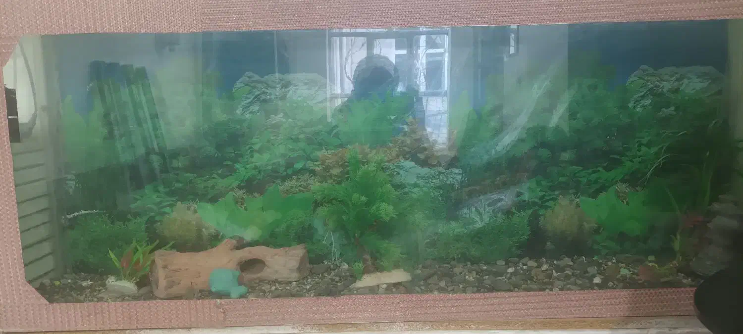 آکواریوم|ماهی|قروه, |دیوار