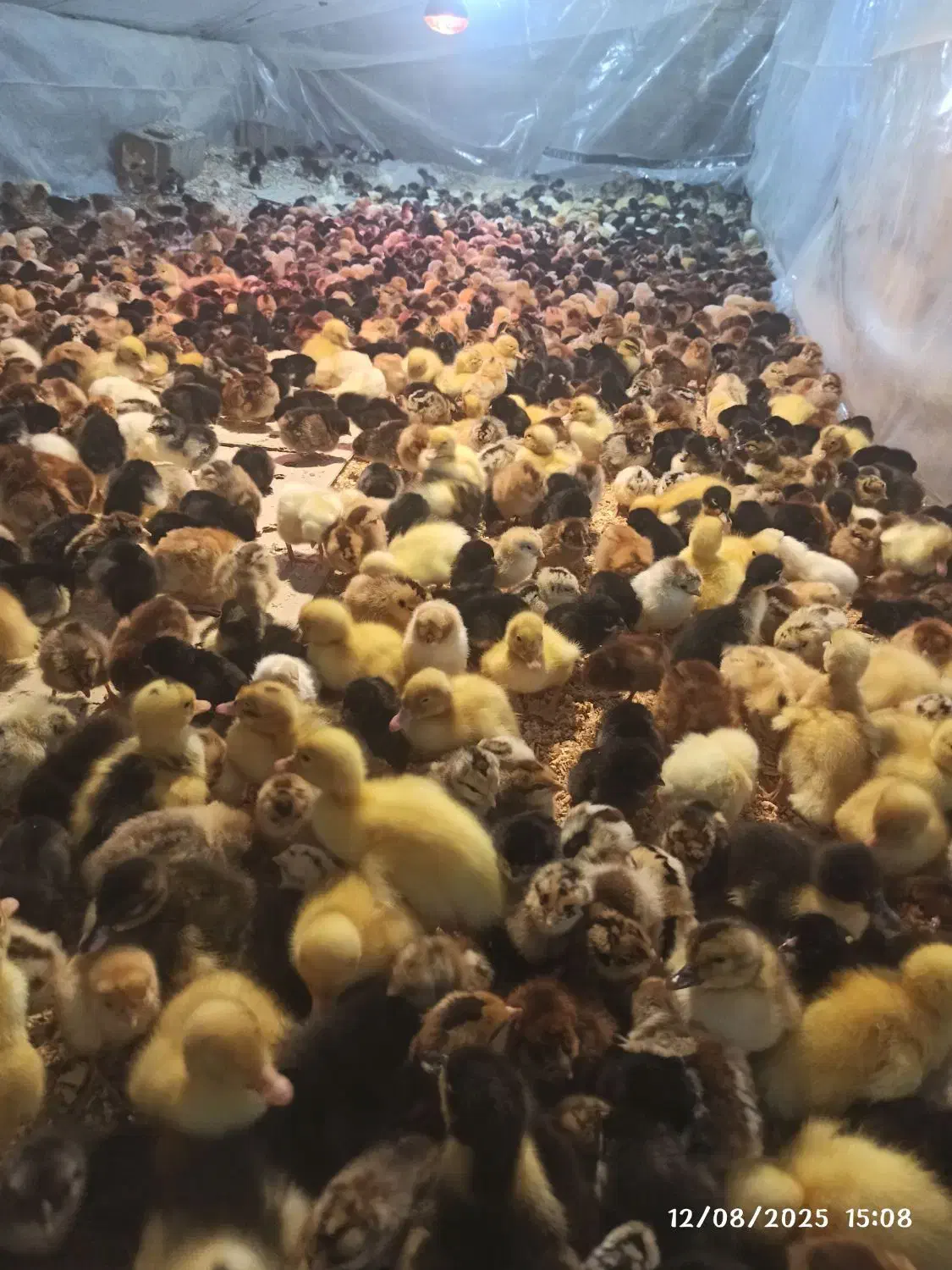 جوجه گلپایگان اصلاح نژاد و جهادی|حیوانات مزرعه|مشهد, رضاشهر|دیوار