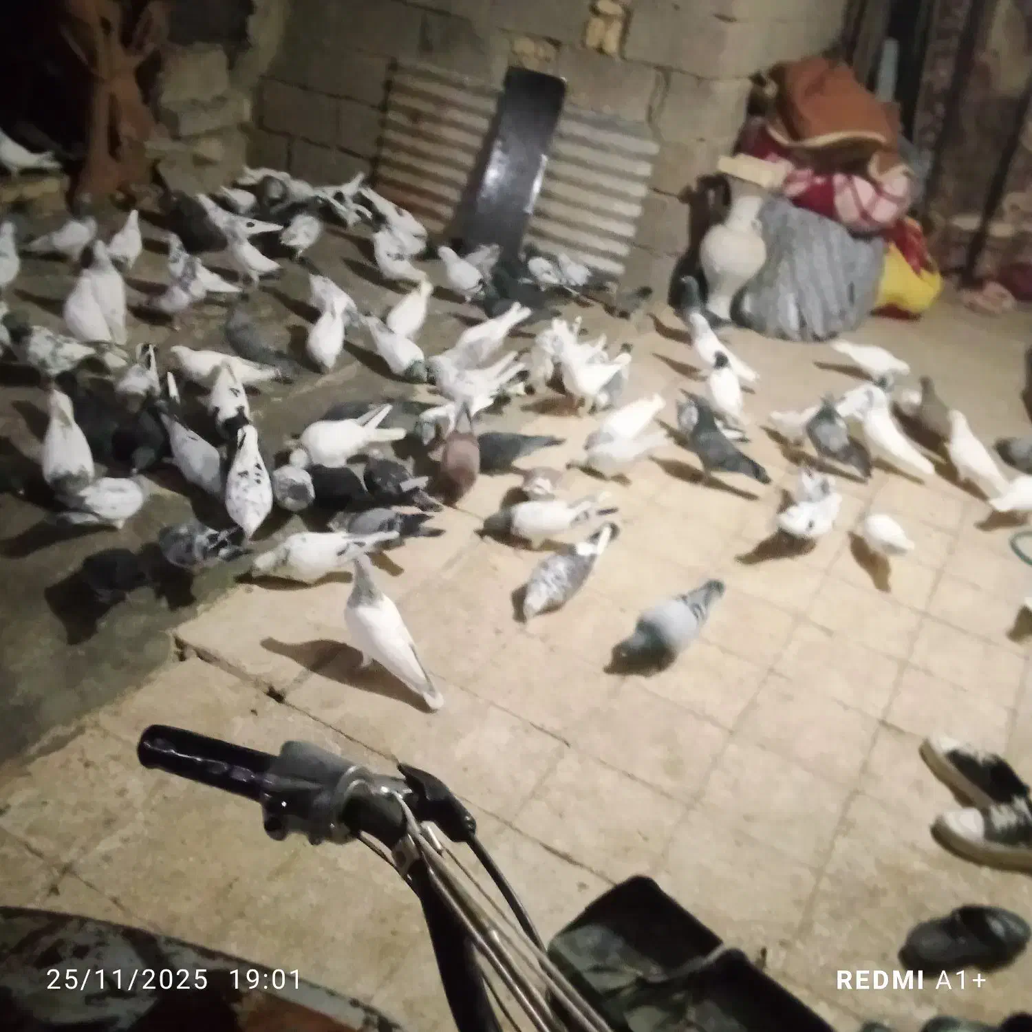 سلام یه کته کفتر ۸۰ تا هستن|پرنده|خرمشهر, |دیوار