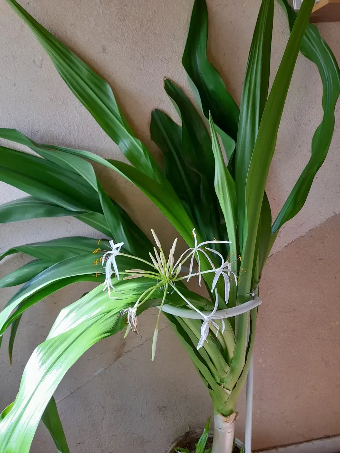 گل اشک ملکه|گل و گیاه طبیعی|شاهین‌شهر, شهرک سایت|دیوار