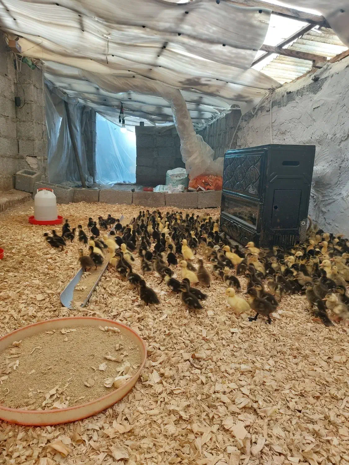 جوجه اردک محلی|حیوانات مزرعه|رشت, حومه رشت|دیوار