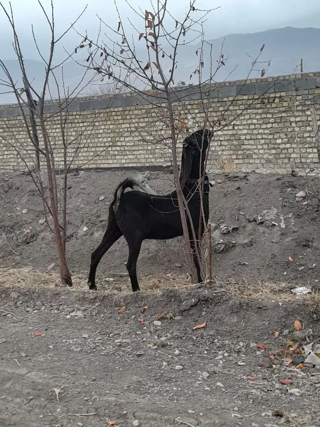 بز غاله نجدی|حیوانات مزرعه|بروجرد, |دیوار