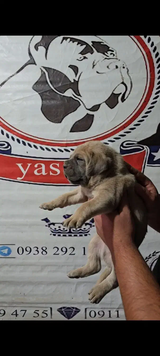 توله اصیل کنکورسو ایتالیانو|سگ|تهران, زعفرانیه|دیوار