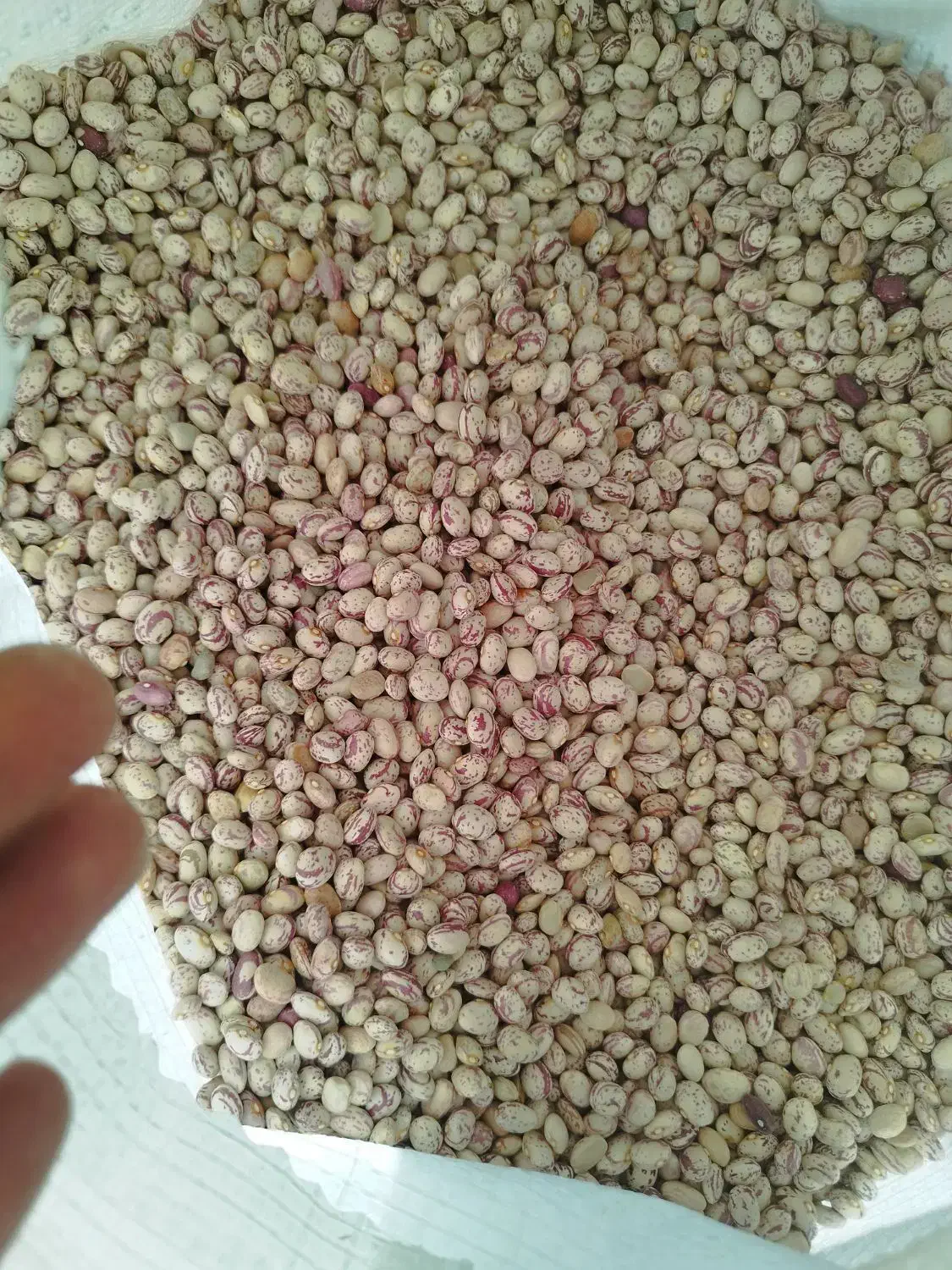 لوبیا چیتی سرحد درجه یک|خوردنی و آشامیدنی|مرودشت, رودبال|دیوار