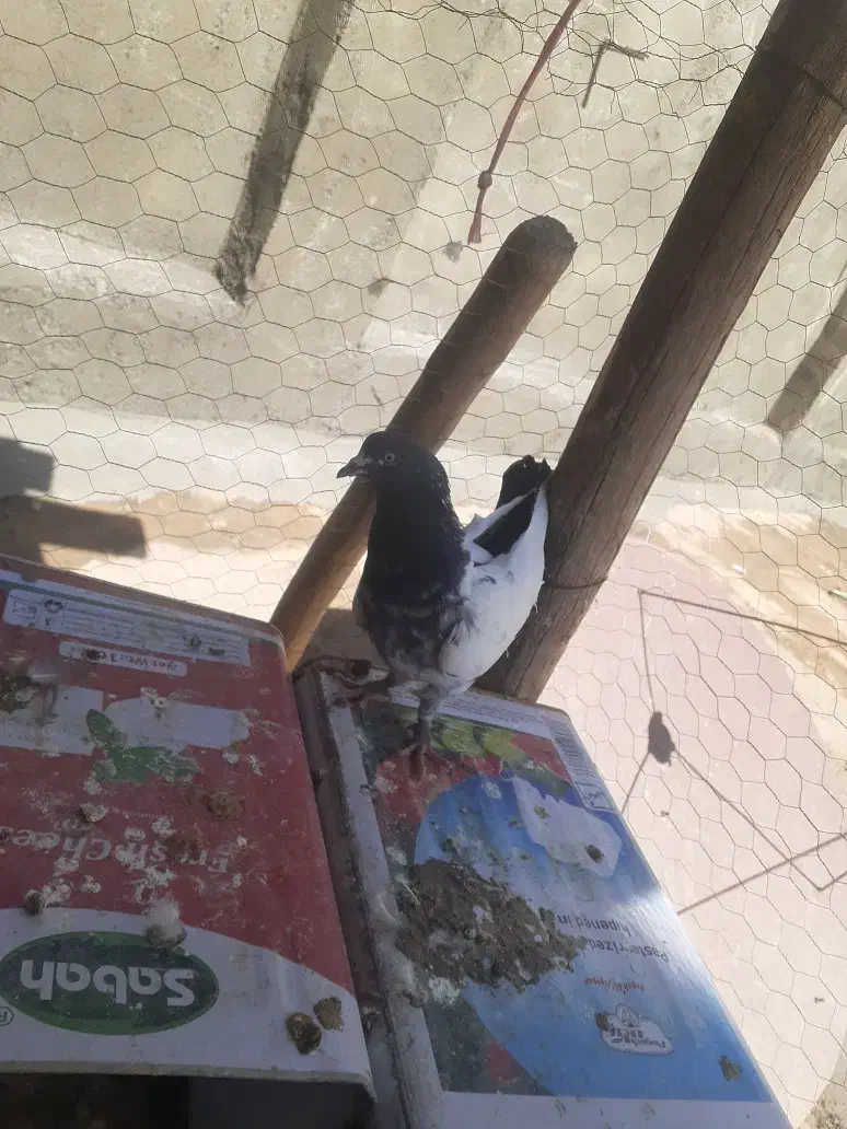 کبوتر فروشی|پرنده|فارسان, |دیوار