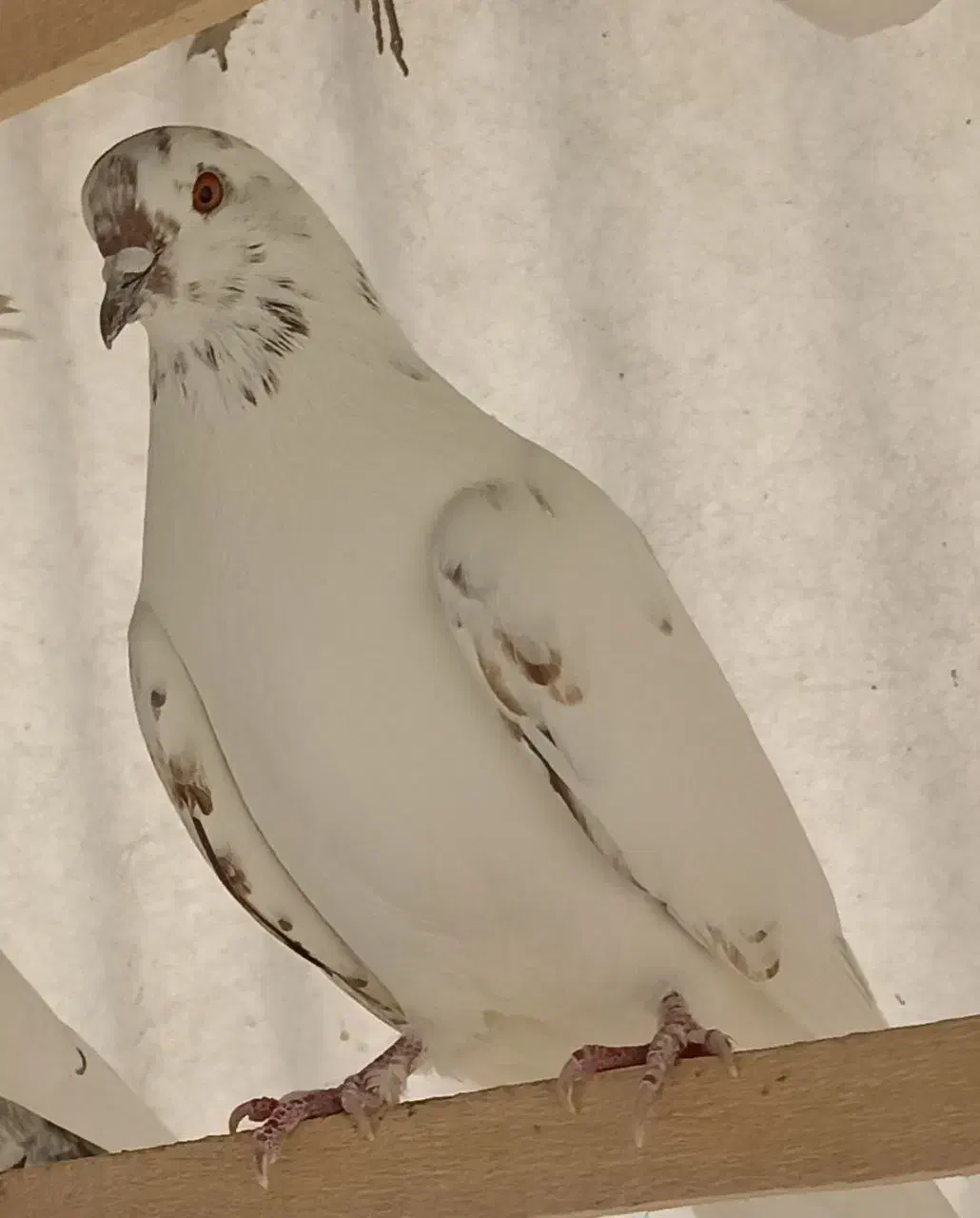 کبوتر شمرون|پرنده|فشم, |دیوار