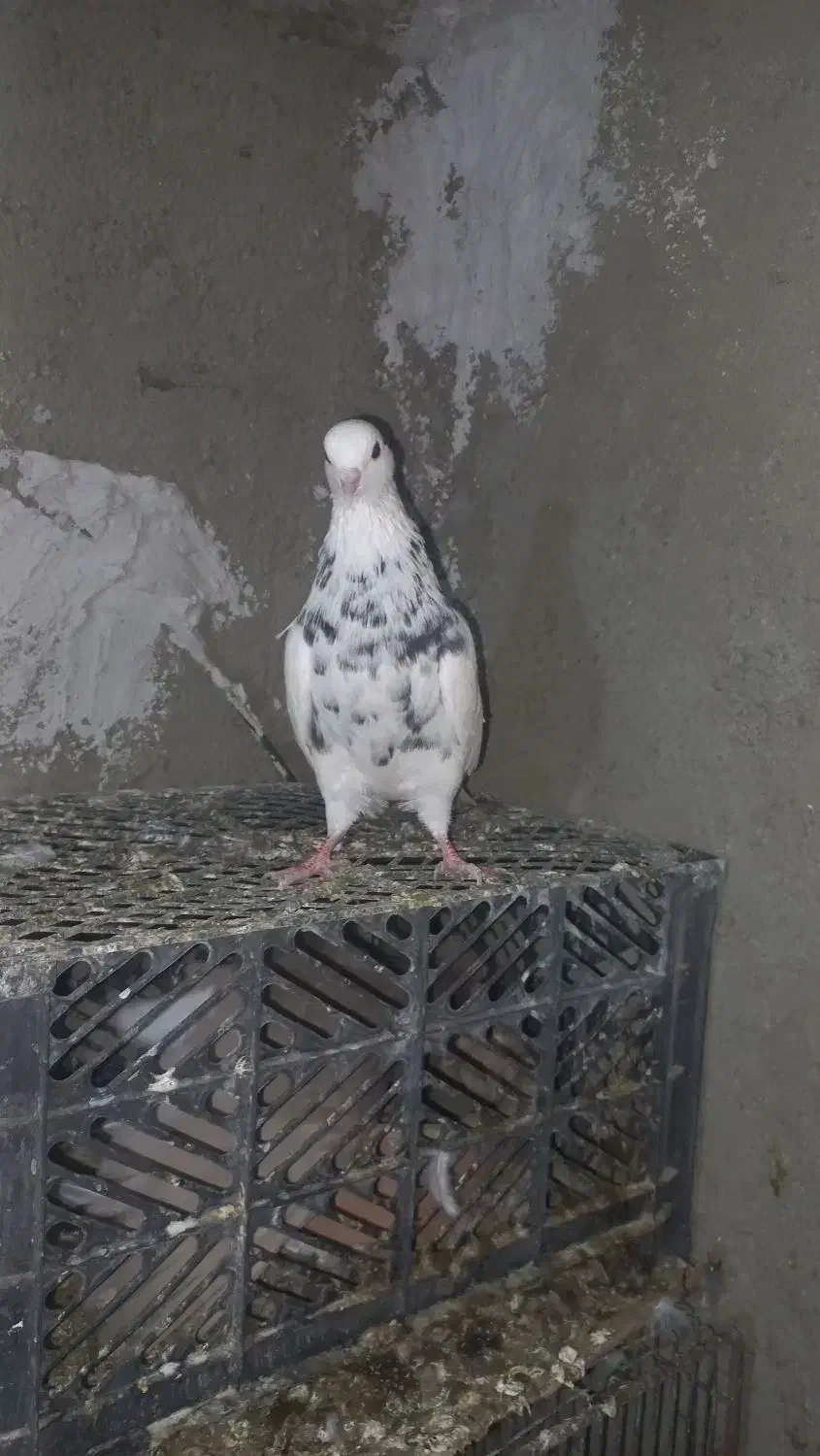 کبوتر طوقی|پرنده|دلبران, |دیوار