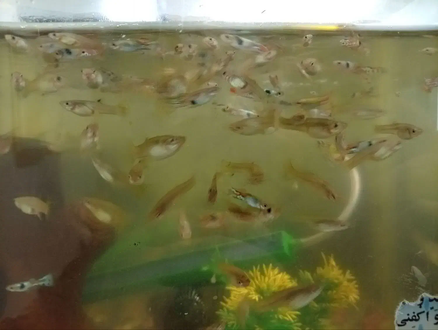 ماهی گوپی|ماهی|چناران, |دیوار