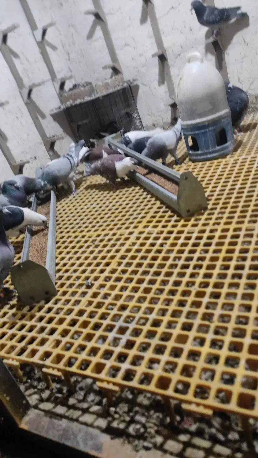 دسته نر11تا|پرنده|سراوان, |دیوار