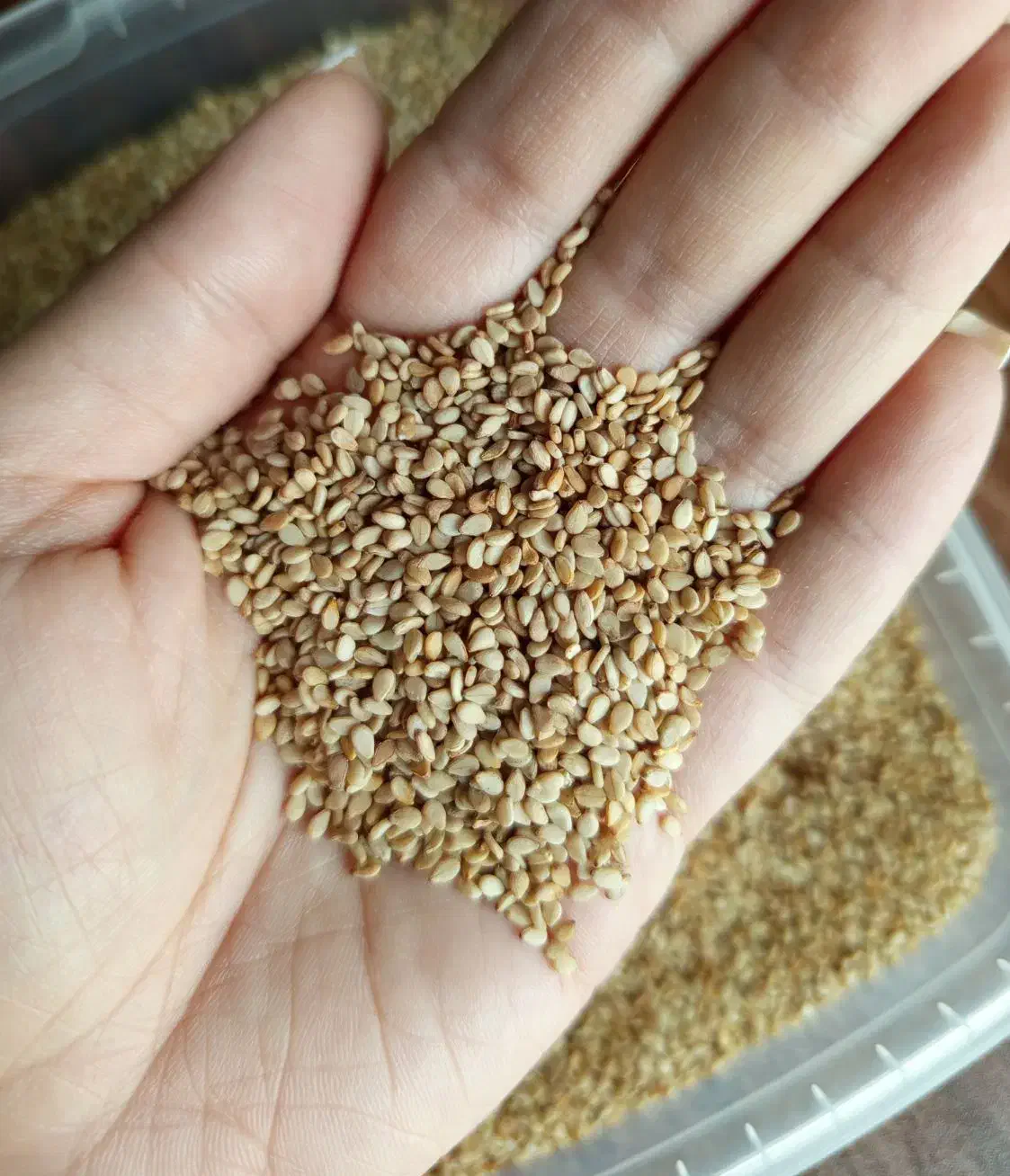 کنجد کرم دبل سورت پاکستانی|خوردنی و آشامیدنی|قم, نوقطار|دیوار