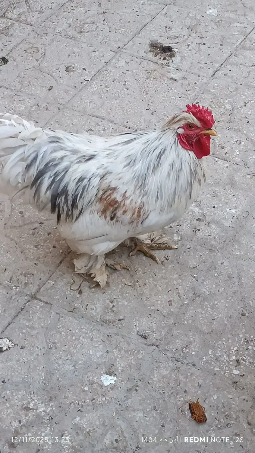 خروس جوان پر پا|حیوانات مزرعه|مشهد, ایثار|دیوار