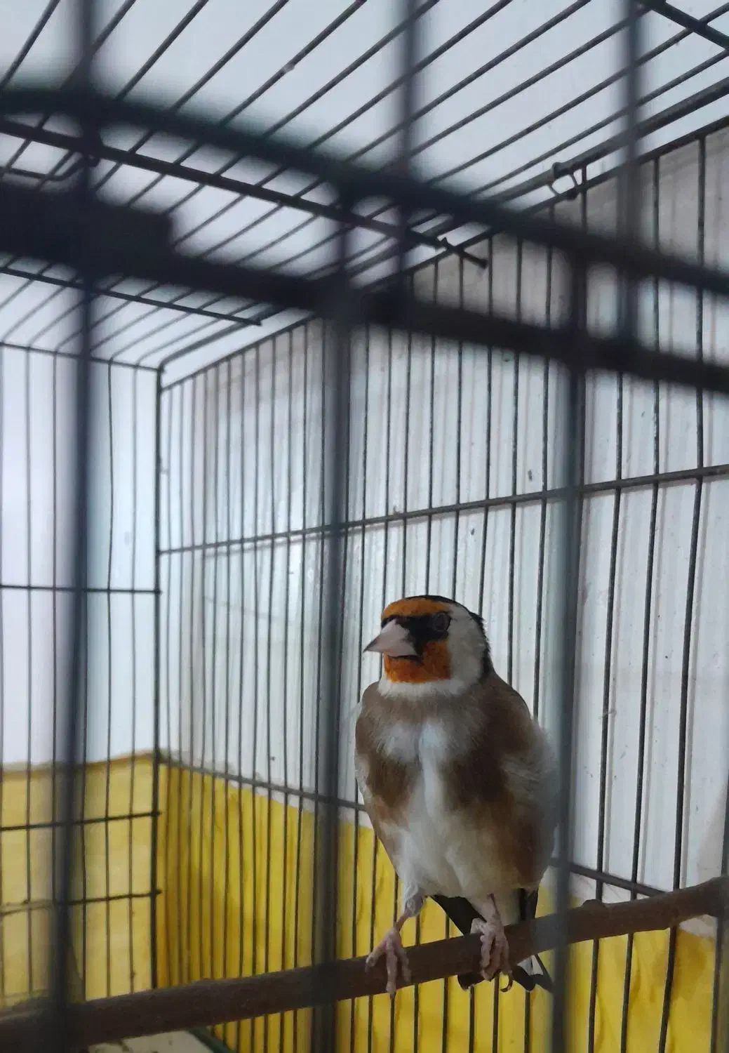 سیره|پرنده|دورود, |دیوار