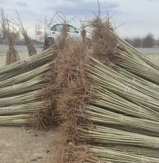 نهالستان فروش نهال های گردو بادام و صنوبر|خدمات باغبانی و درختکاری|ماکو, |دیوار