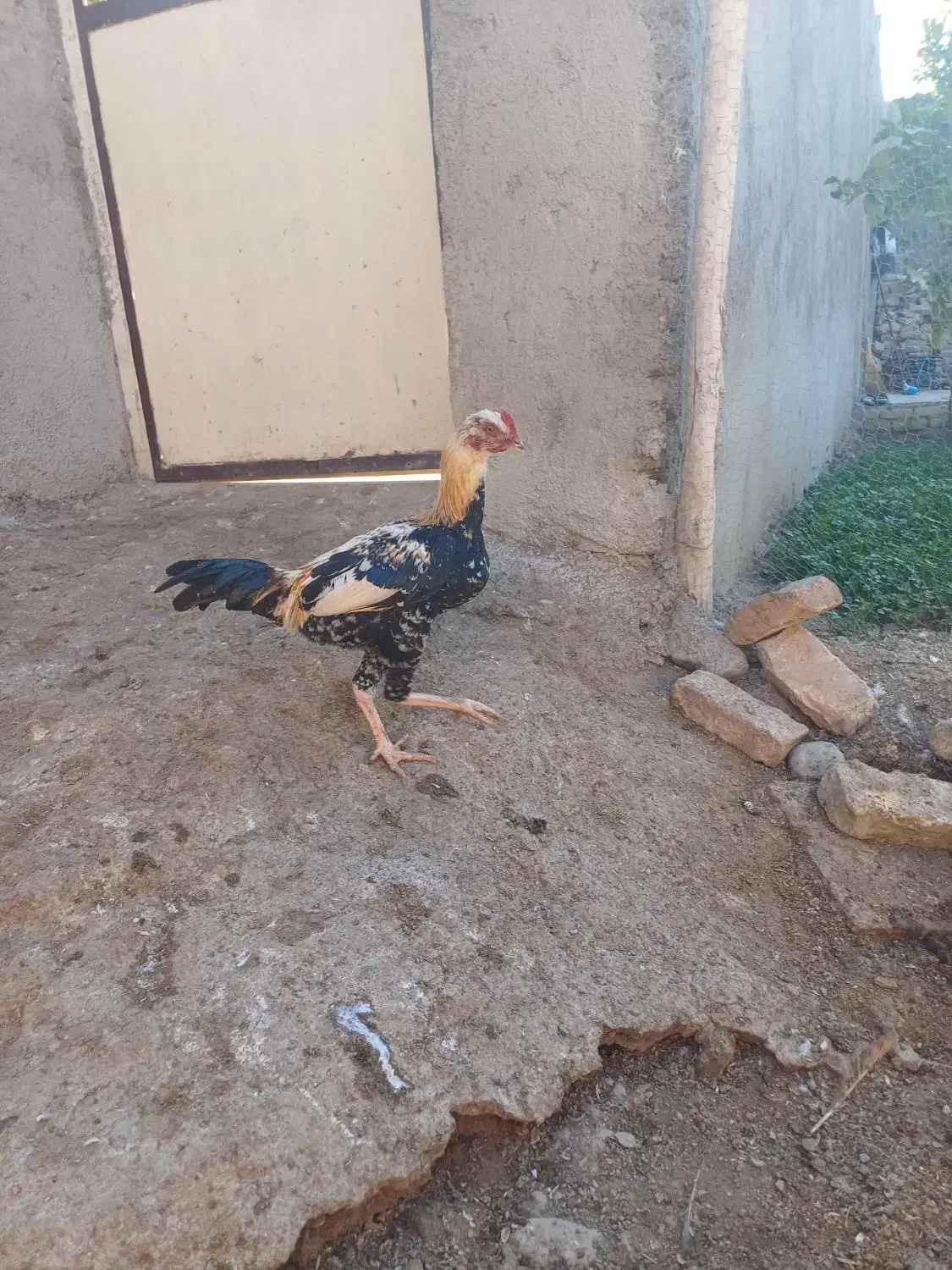 خروس دورگ|حیوانات مزرعه|سرخنکلاته, |دیوار