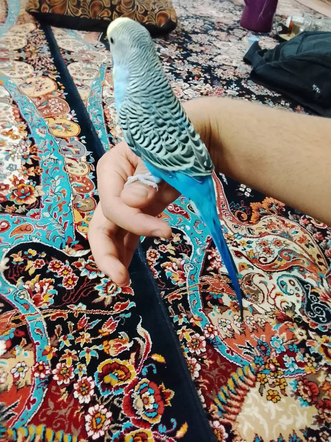 مرغ عشق|پرنده|اردکان, |دیوار