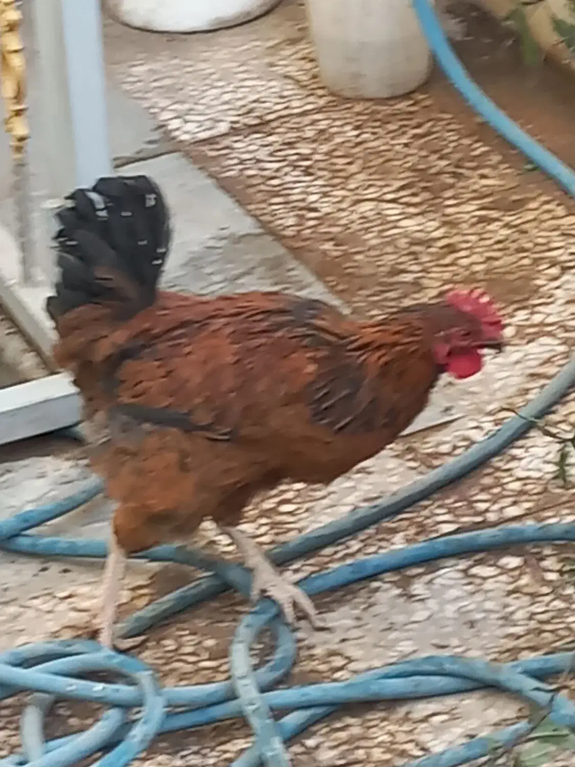 دو خروس|حیوانات مزرعه|قم, قلعه عموحسین|دیوار