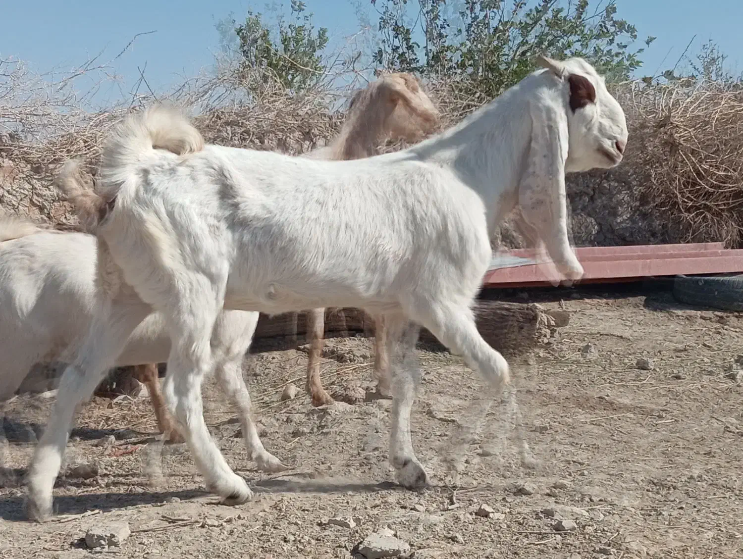 گوسفند|حیوانات مزرعه|زابل, |دیوار