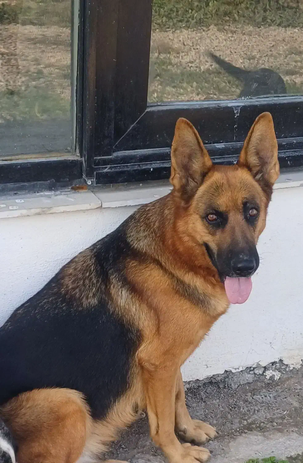 گمشده|سگ|گرگان, |دیوار