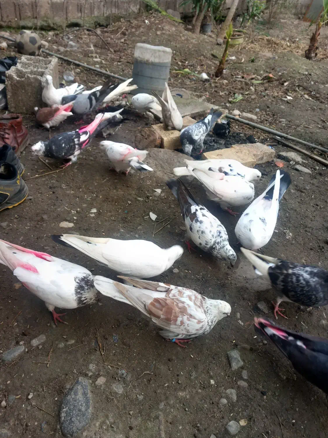 کبوتر۹عدد کبوتر|پرنده|لنگرود, |دیوار