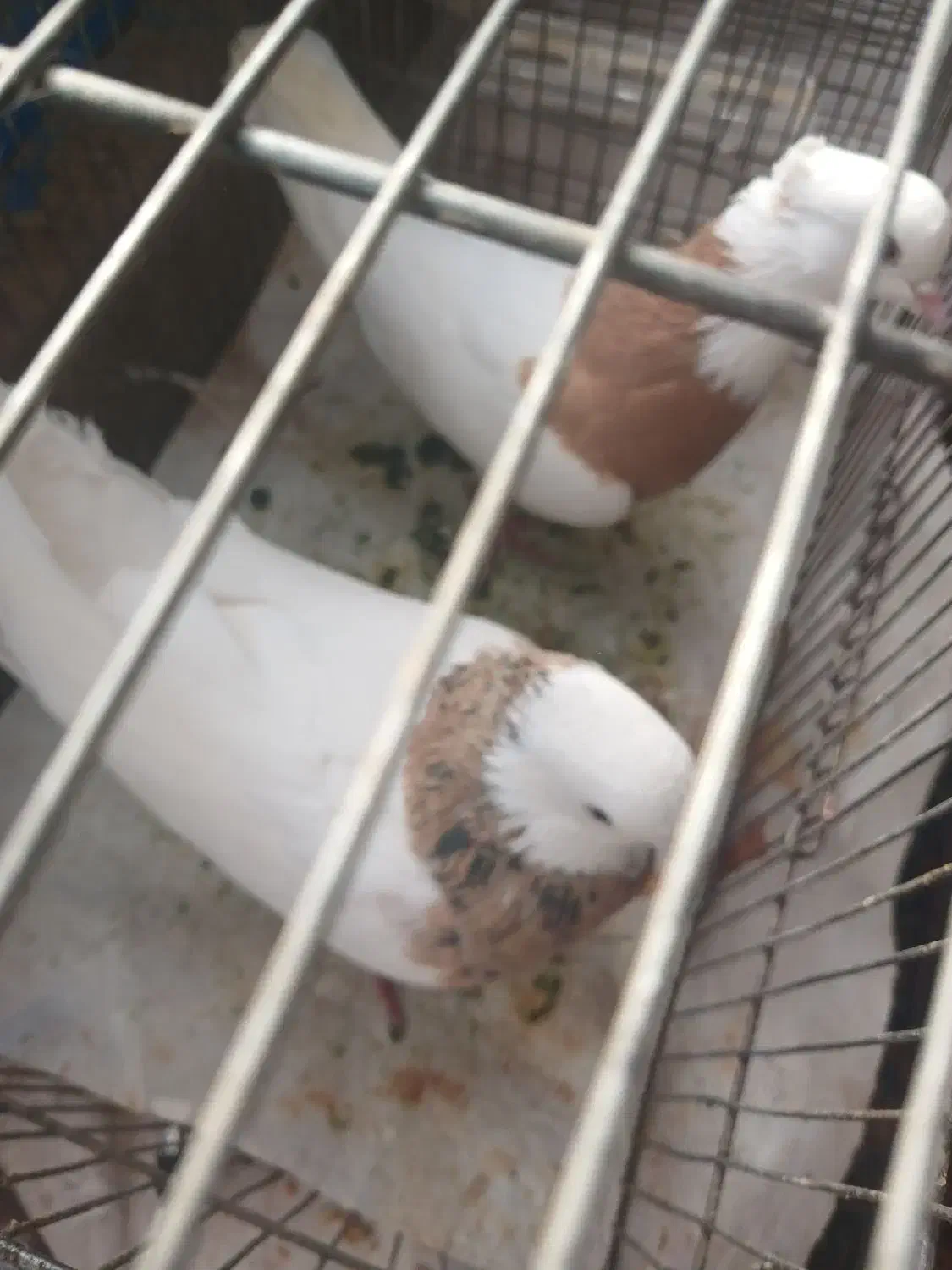 طوقی|پرنده|بسطام, |دیوار