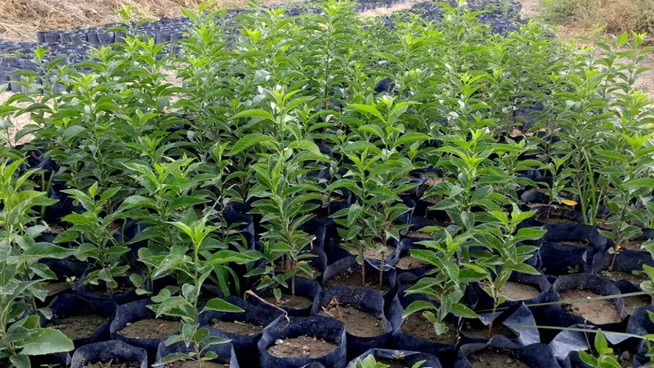 فروش درخت|گل و گیاه طبیعی|بندرلنگه, |دیوار