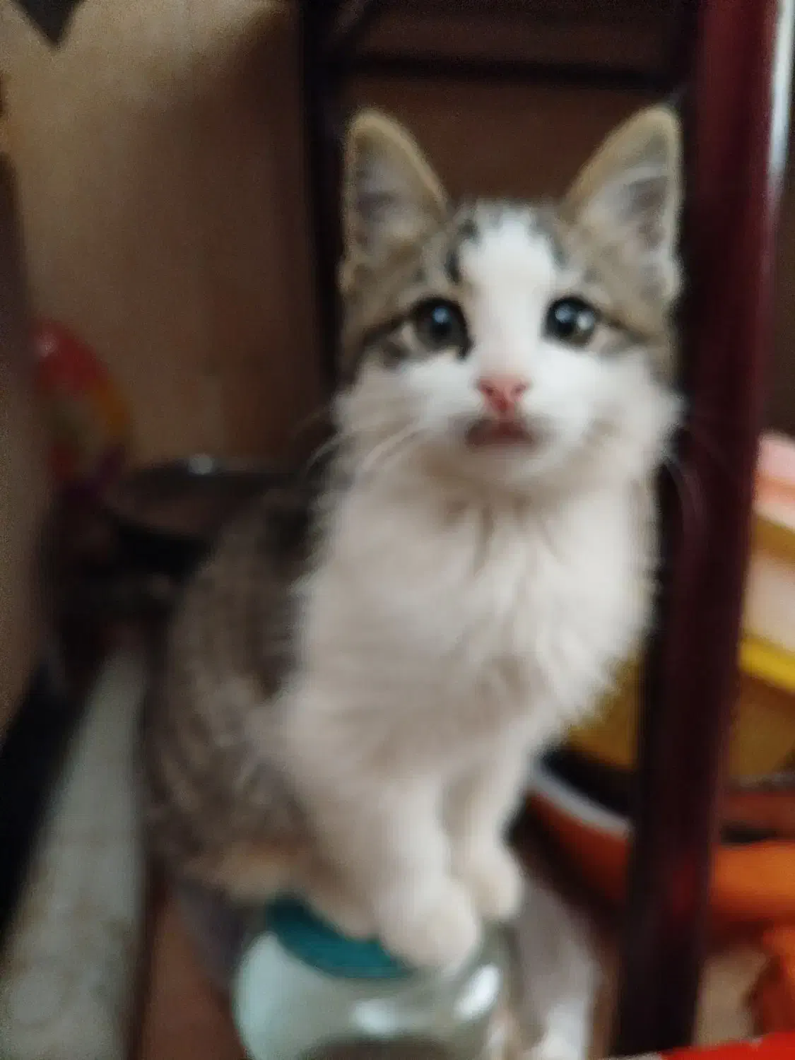 بچه گربه|گربه|رفسنجان, |دیوار