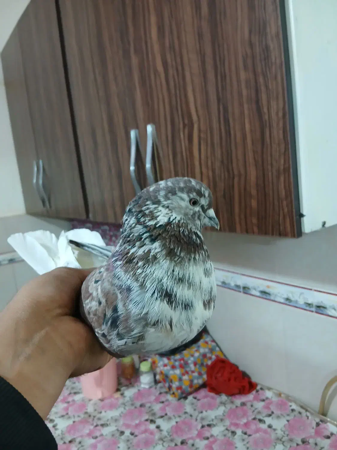 کبوتر پرشی|پرنده|ابهر, |دیوار