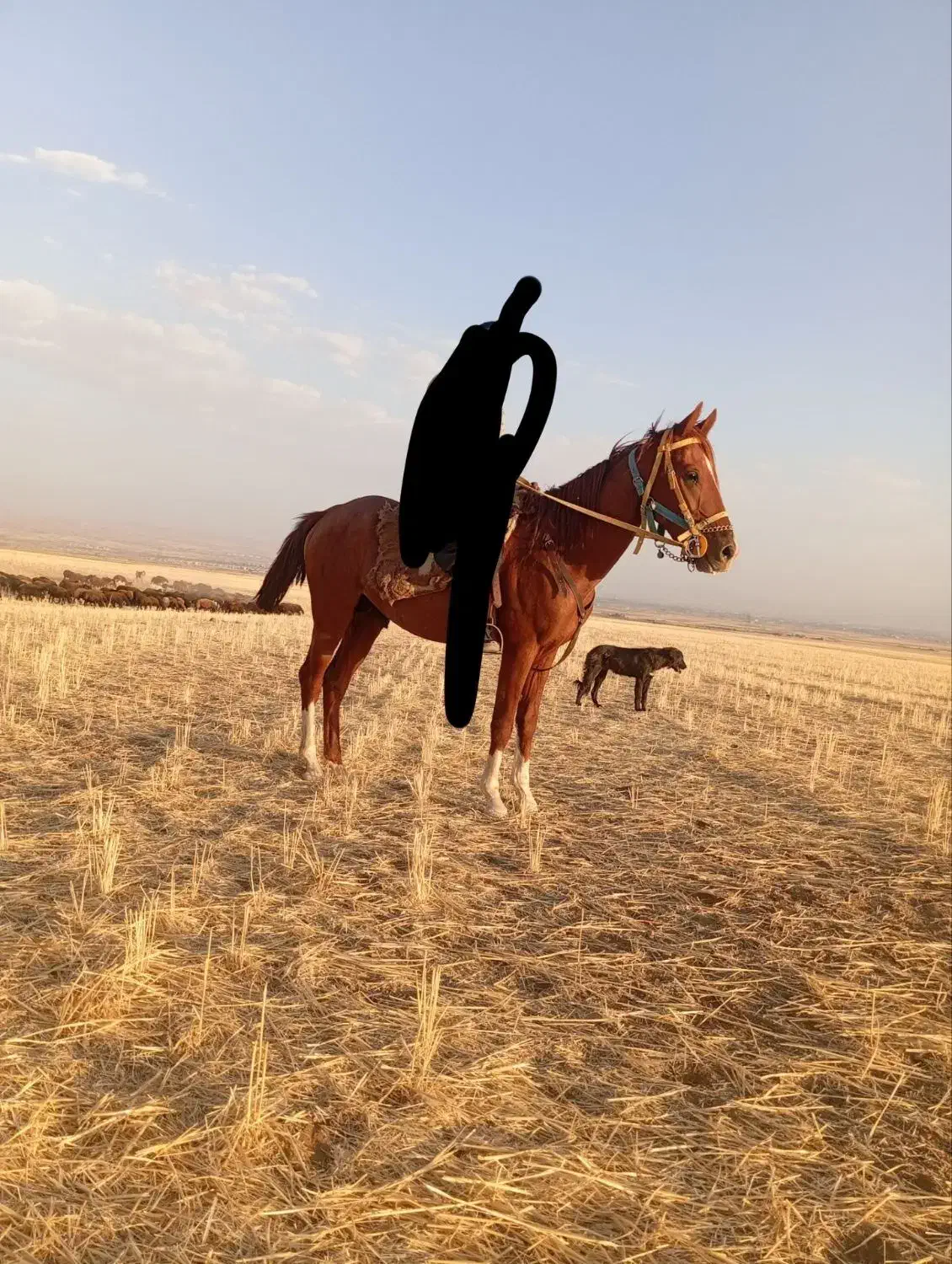 اسب ترکمن|اسب و تجهیزات اسب‌سواری|الوند, |دیوار