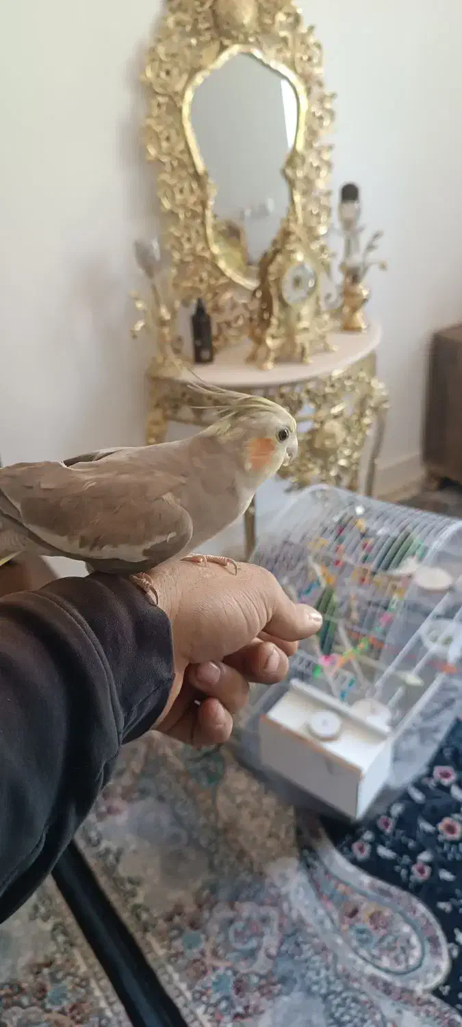 فروش یه جفت عروس هلندی نوجوان تازه به سن بلوغ رسید|پرنده|لاجان, |دیوار