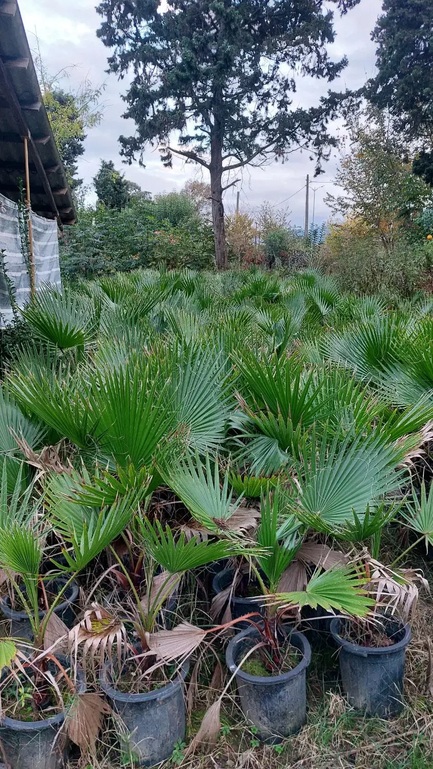 پالم واشنگتن سطل ۱۲|گل و گیاه طبیعی|چابکسر, |دیوار