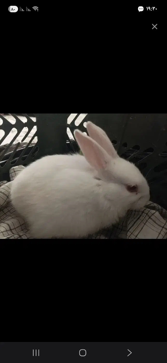 خرگوش زیبا وخاس|موش و خرگوش|بروجرد, |دیوار