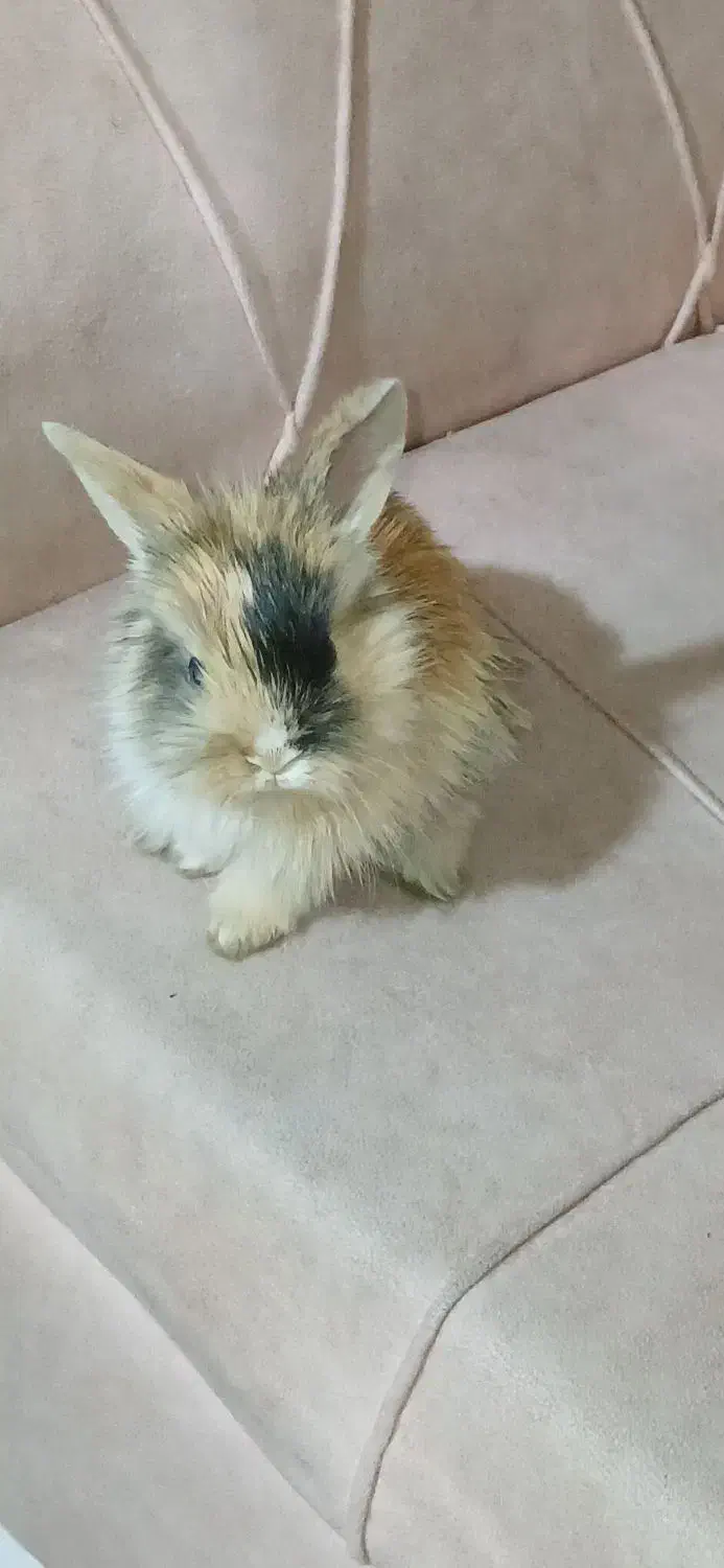 خرگوش جرسی|موش و خرگوش|فردیس, منظریه|دیوار