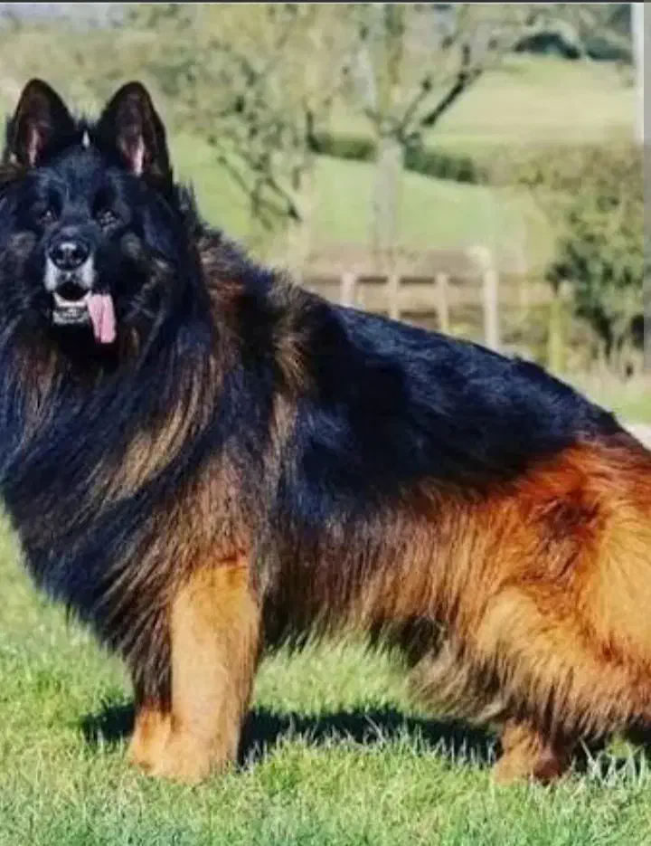 سگ دو رگه ژرمن و تازی شکاری|سگ|جیرفت, |دیوار