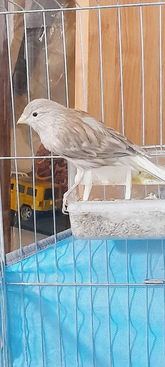 قناری نروماده|پرنده|مرودشت, مختارآباد|دیوار