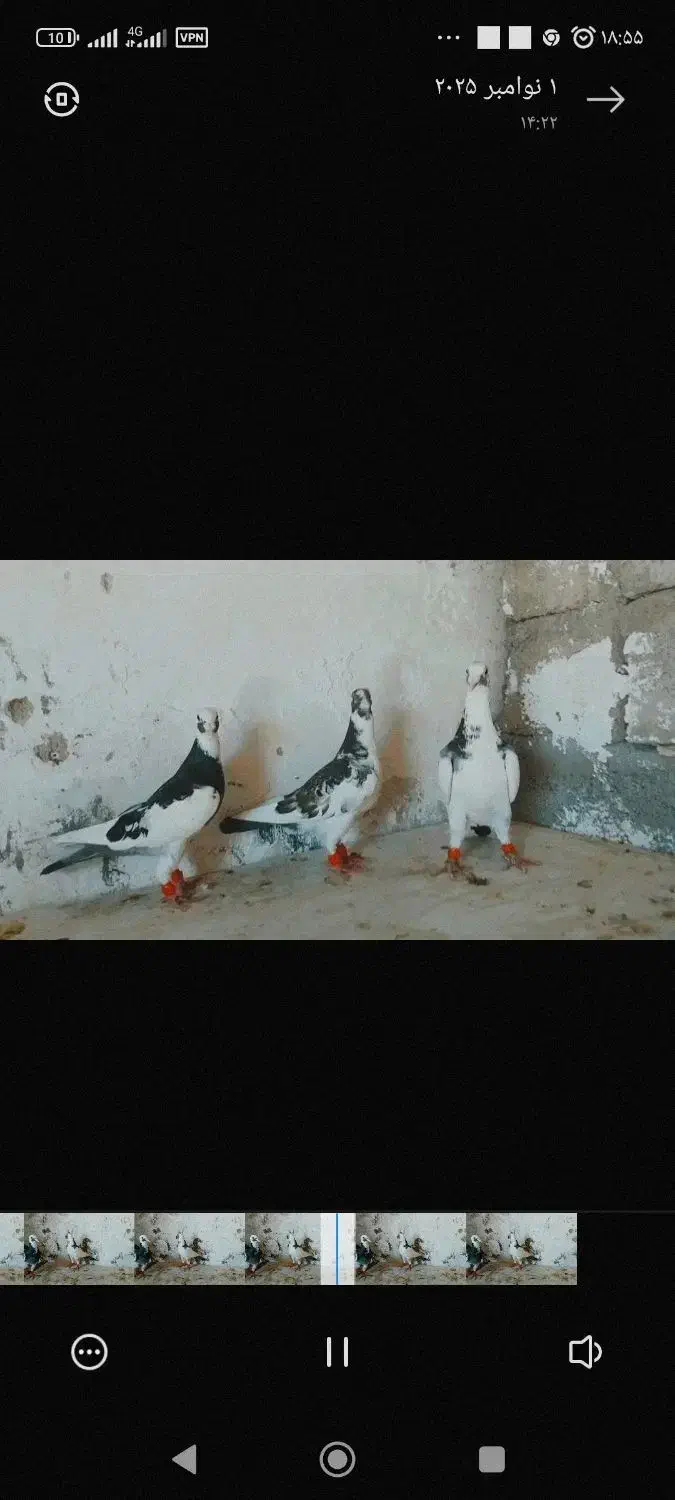 چندین کبوتر به فروش میرسد|پرنده|داراب, |دیوار