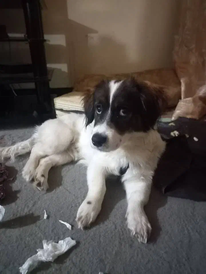 سگ اشپیتز خانگی پاکوتاه|سگ|زاهدان, |دیوار