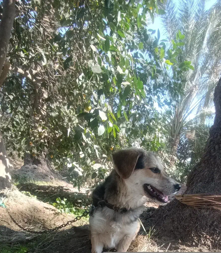 سگ پا کوتاه اصل|سگ|جیرفت, |دیوار