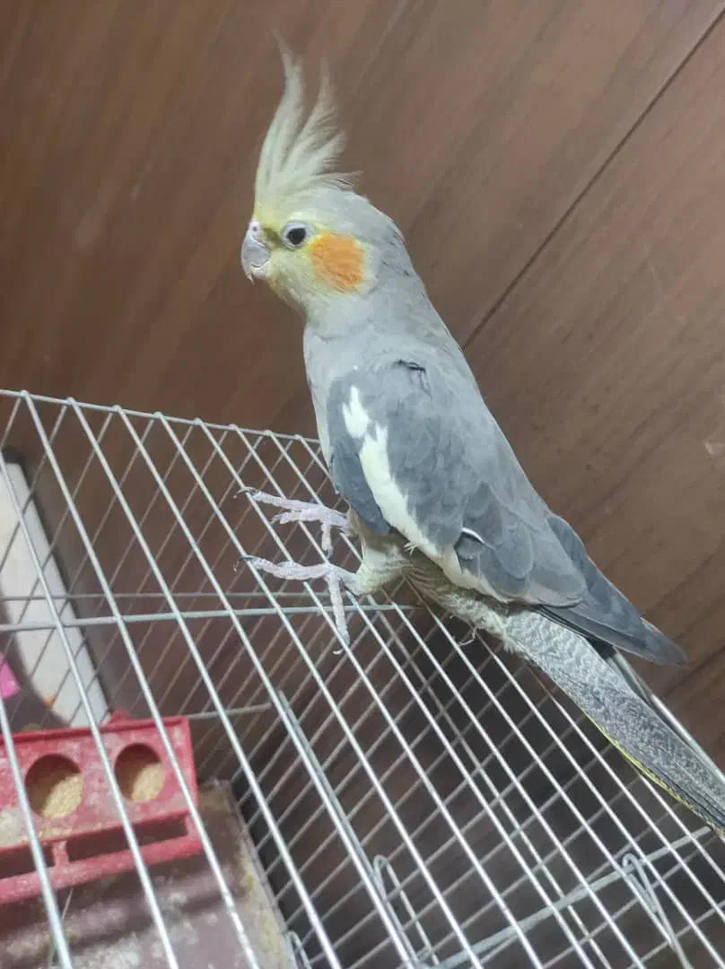 عروس هلندی|پرنده|فولادشهر, A3|دیوار