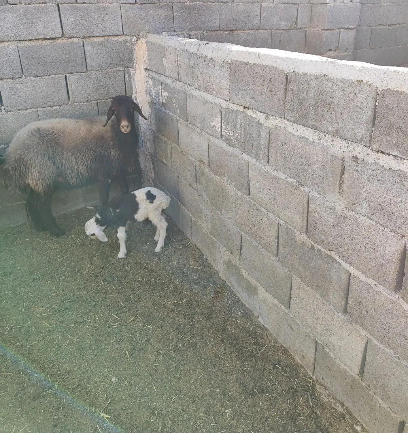 میش افشاری|حیوانات مزرعه|تفت, |دیوار