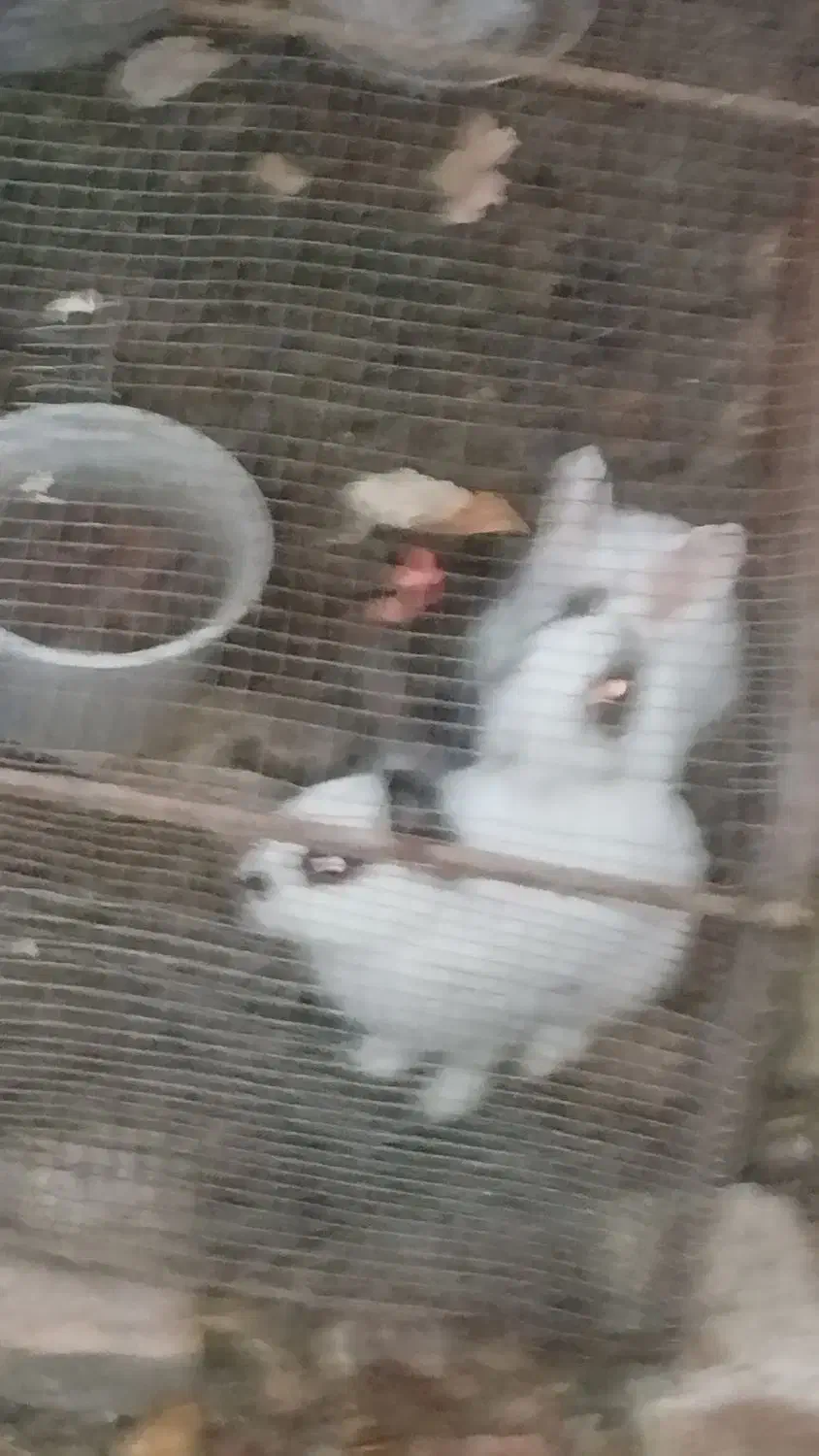 دو عدد خرگوش نر و ماده یک نیمه لوپ و دیگری ساده‌|موش و خرگوش|کرمان, |دیوار