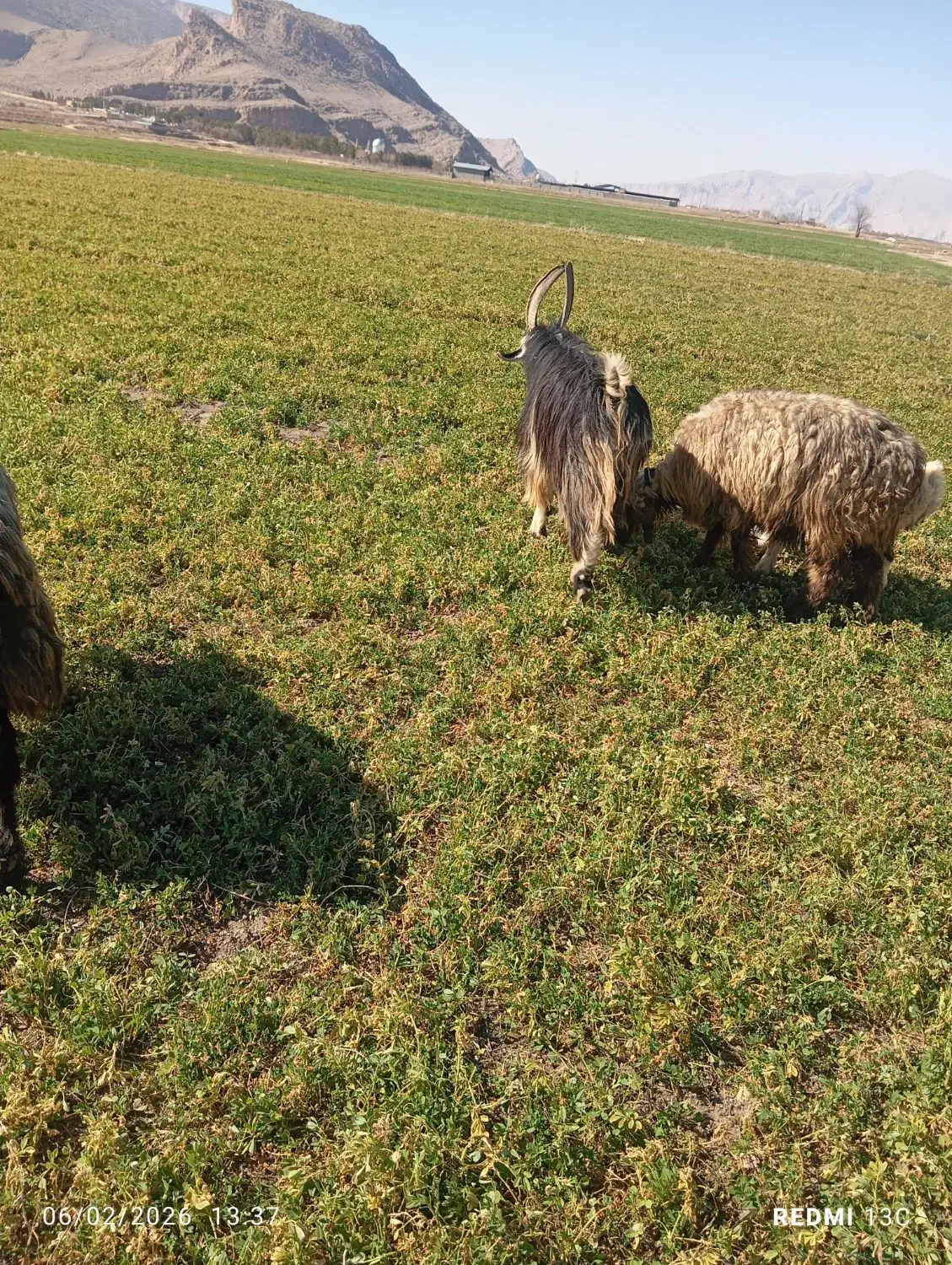 چبش . دبر .پازن|حیوانات مزرعه|مرودشت, ده بید|دیوار