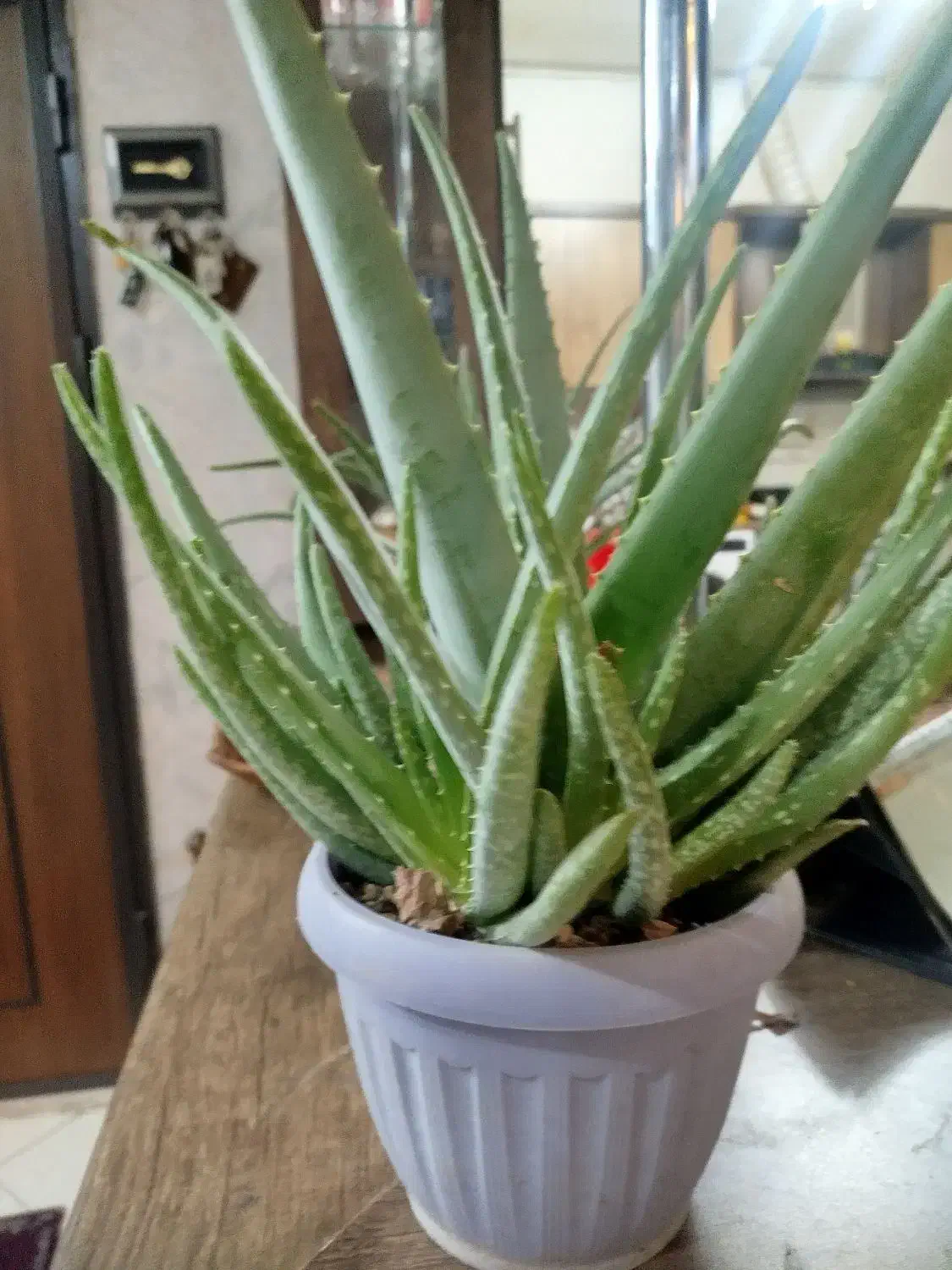 گل وگیاه|گل و گیاه طبیعی|مشهد, مقدم|دیوار