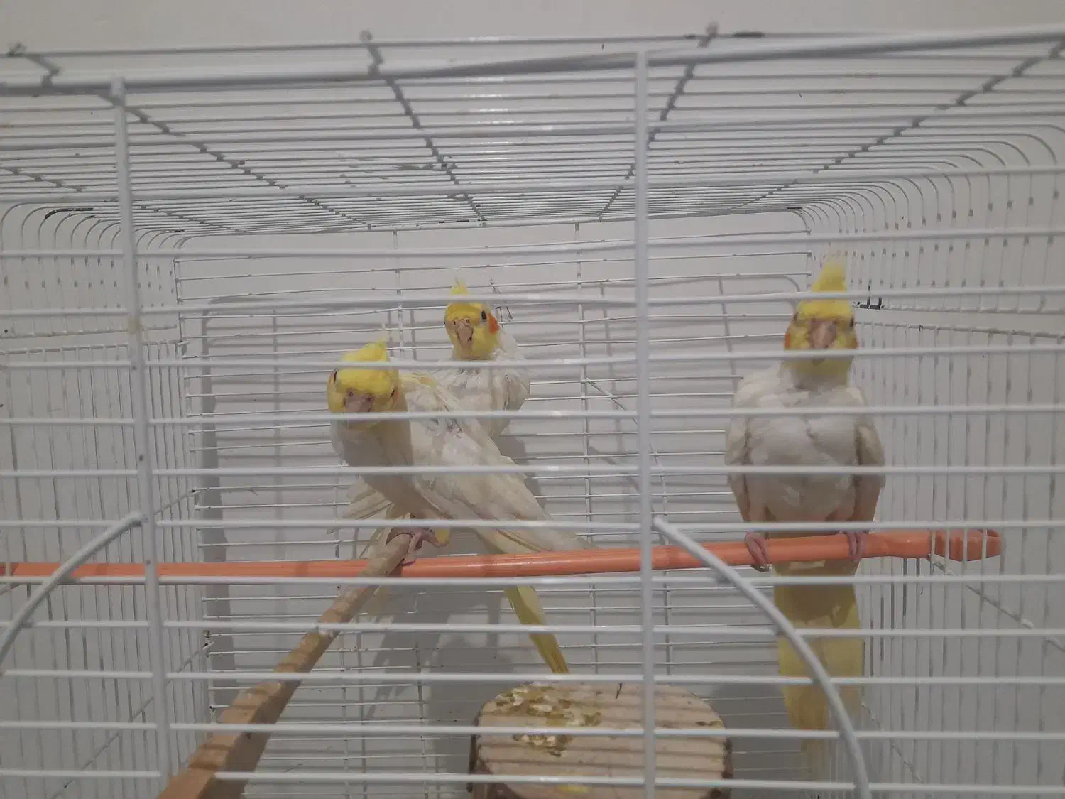 عروس هلندی|پرنده|رشت, ولکس|دیوار