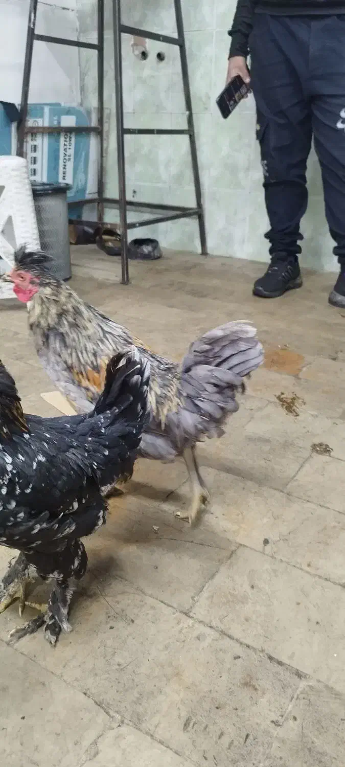 مرغ و خروس لهستانی|حیوانات مزرعه|محمدشهر, یزدیها|دیوار