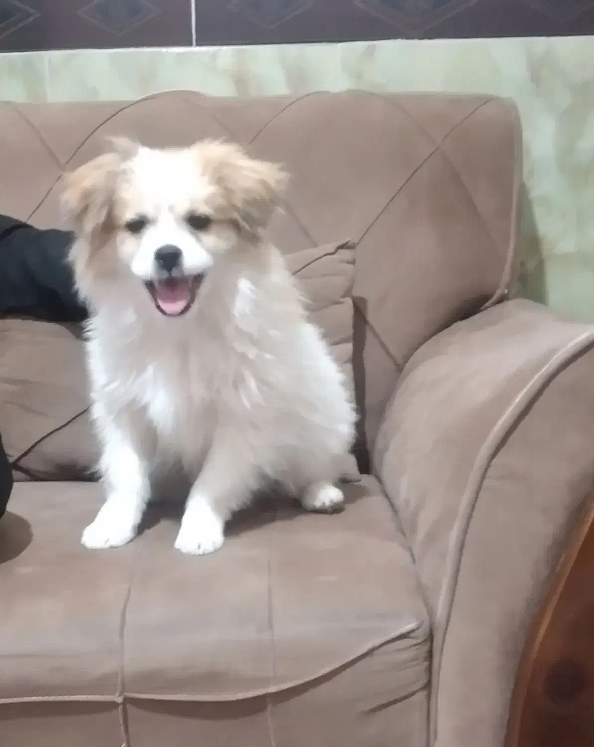 سگ شیتروز|سگ|ایلام, |دیوار