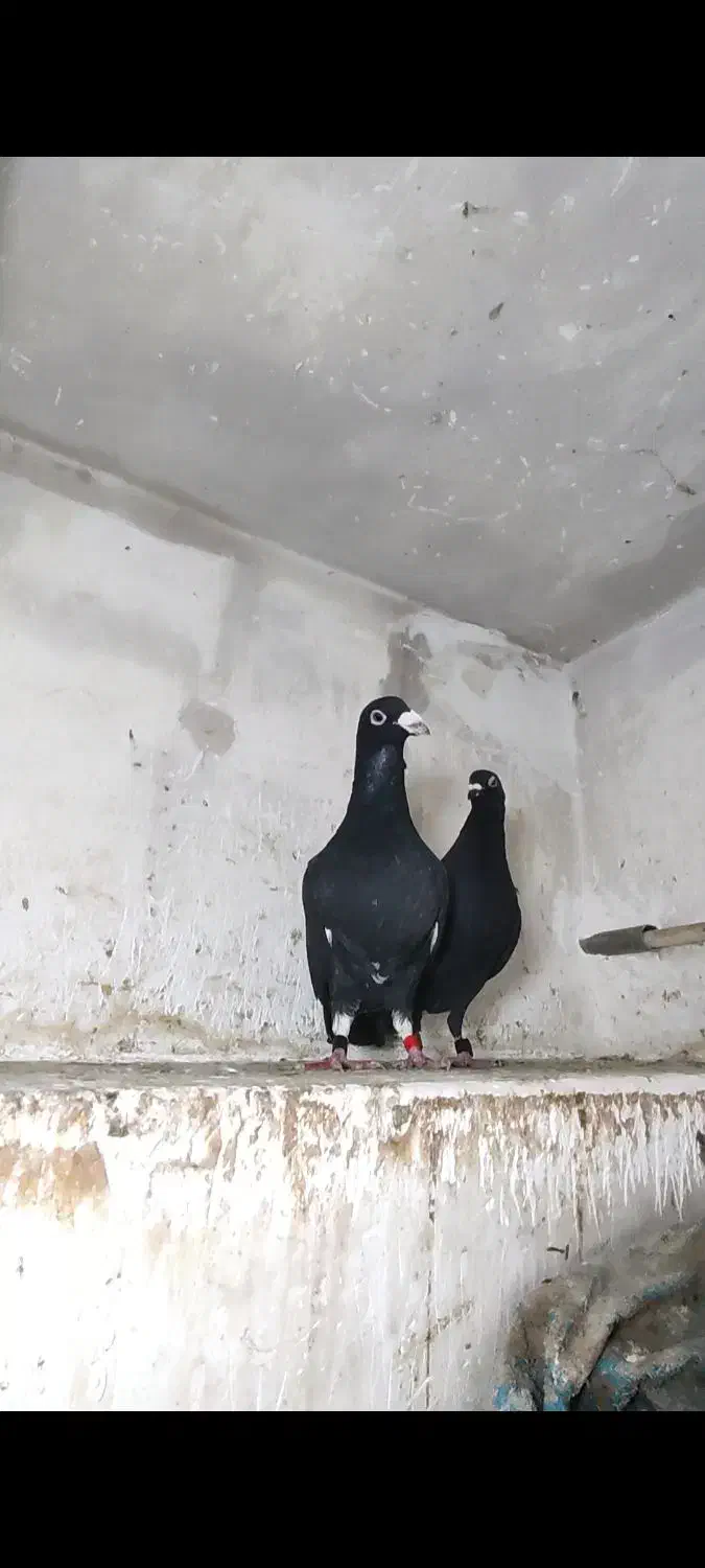 جفت نروماده زاغ|پرنده|اهواز, سلطانمنش|دیوار