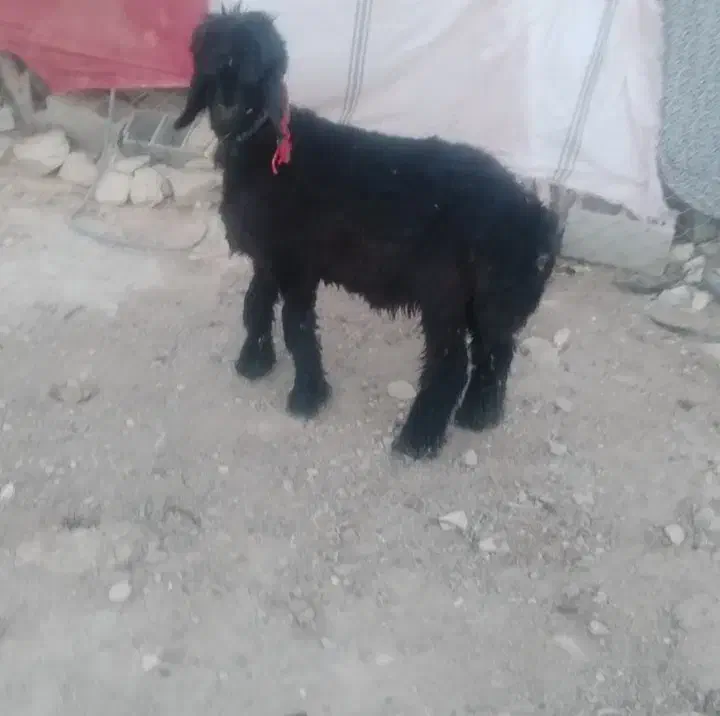 بره قوچی|حیوانات مزرعه|کامفیروز, |دیوار